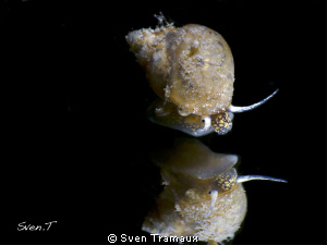 Probably B. tentaculata, cool dive with my friend Dani by Sven Tramaux 
